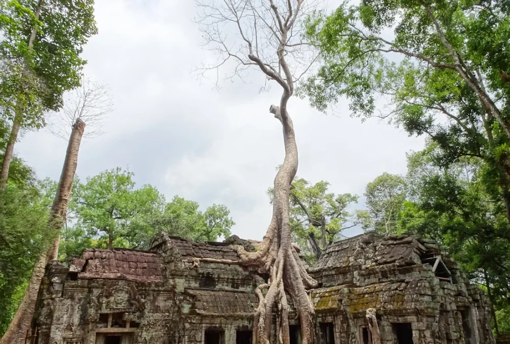 9 Siem Reap Attractions for an Unforgettable Adventure 5 Ta Prohm Temple
