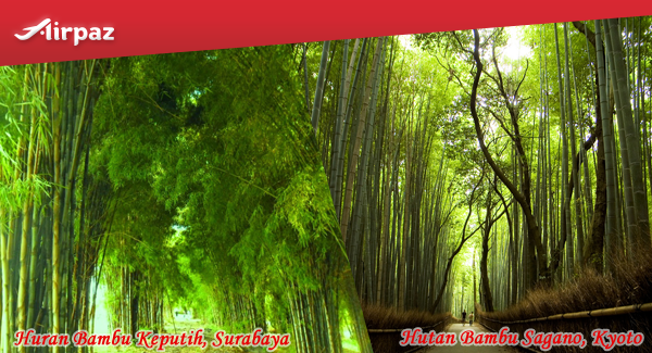 3. hutan bambu keputih & sagano
