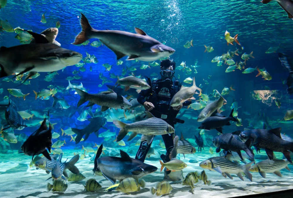 9 Siem Reap Attractions for an Unforgettable Adventure 8 interactive Siem Reap attractions