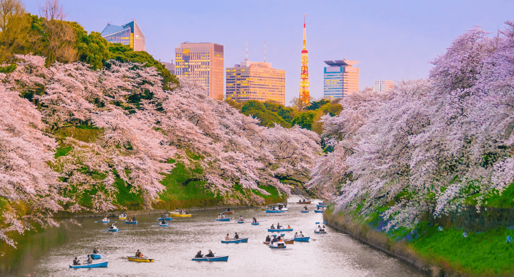 Cherry Blossom Tokyo 1