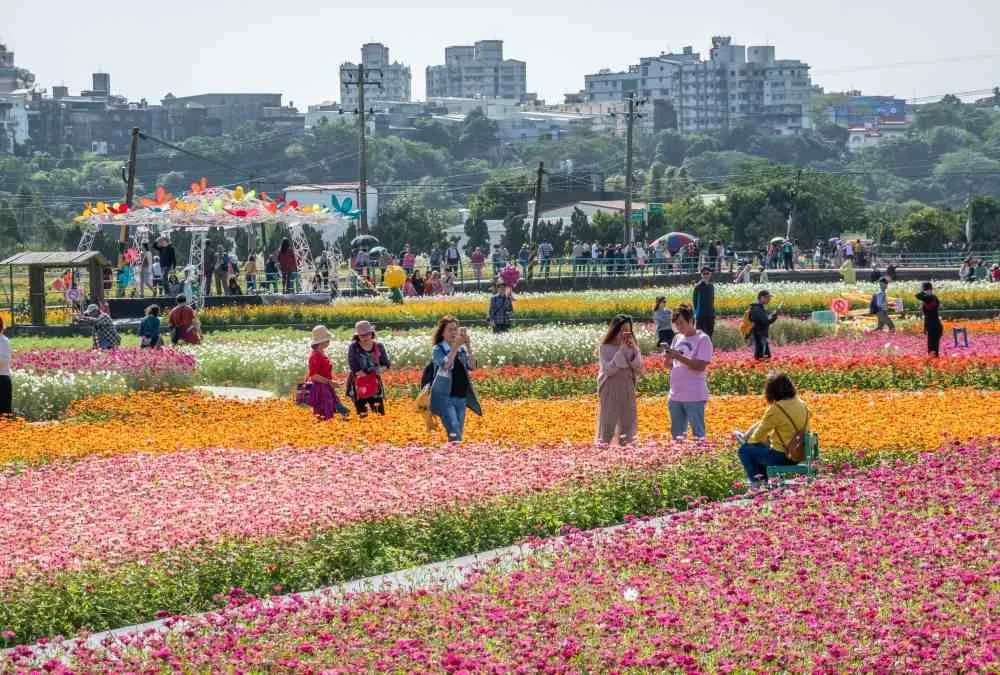 油桐花在五月綻放,為你帶來浪漫如雪的美景 3 大溪花海農場
油桐花