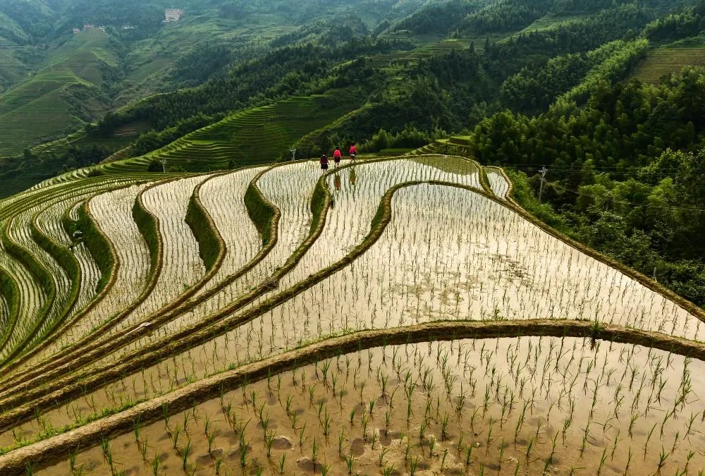 游历南中国的世外桃源 - 桂林 5 龙脊梯田