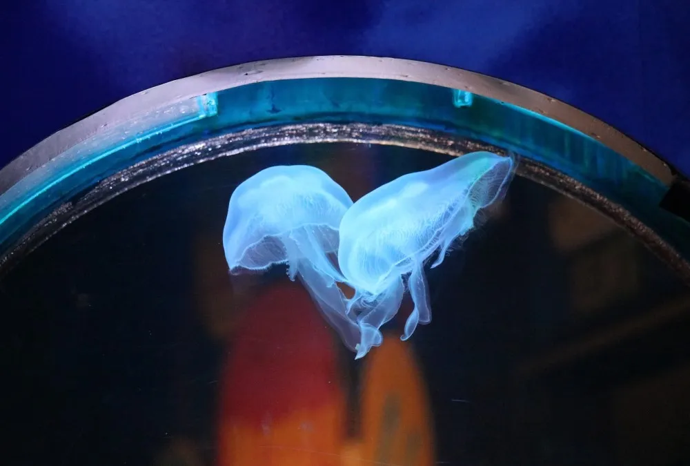 11 Must-Visit Kuala Lumpur Attractions in 2024 5 Aquaria KLCC