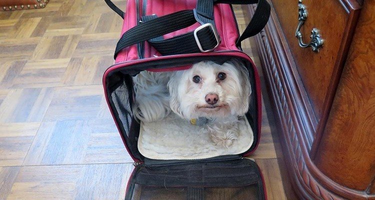 5 Best Tips for Traveling with Pets on an Airplane