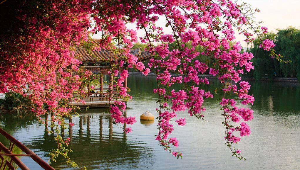 Spring in China 1 1