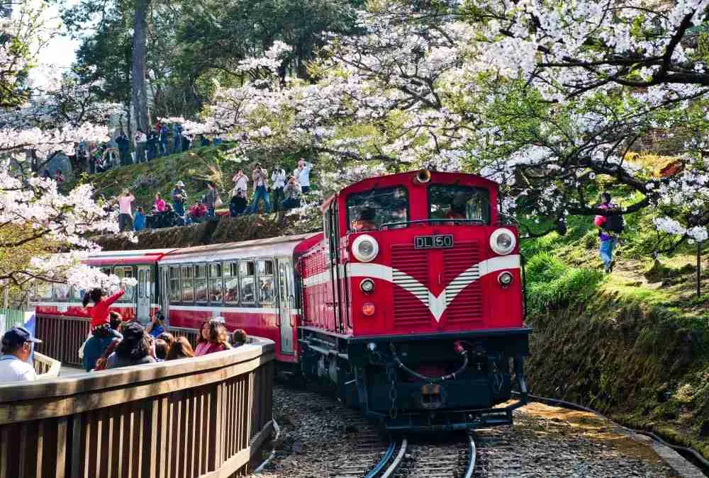 无国界樱花:本文带您发现并踏上体验异国樱花魅力之旅! 4 台湾 阿里山