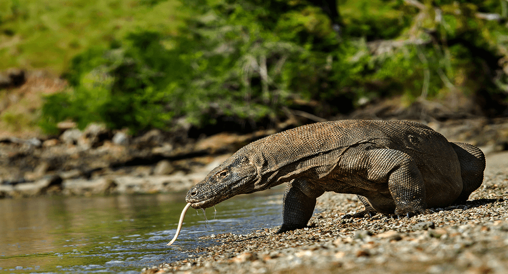 Taman Nasional Komodo - Feature Image