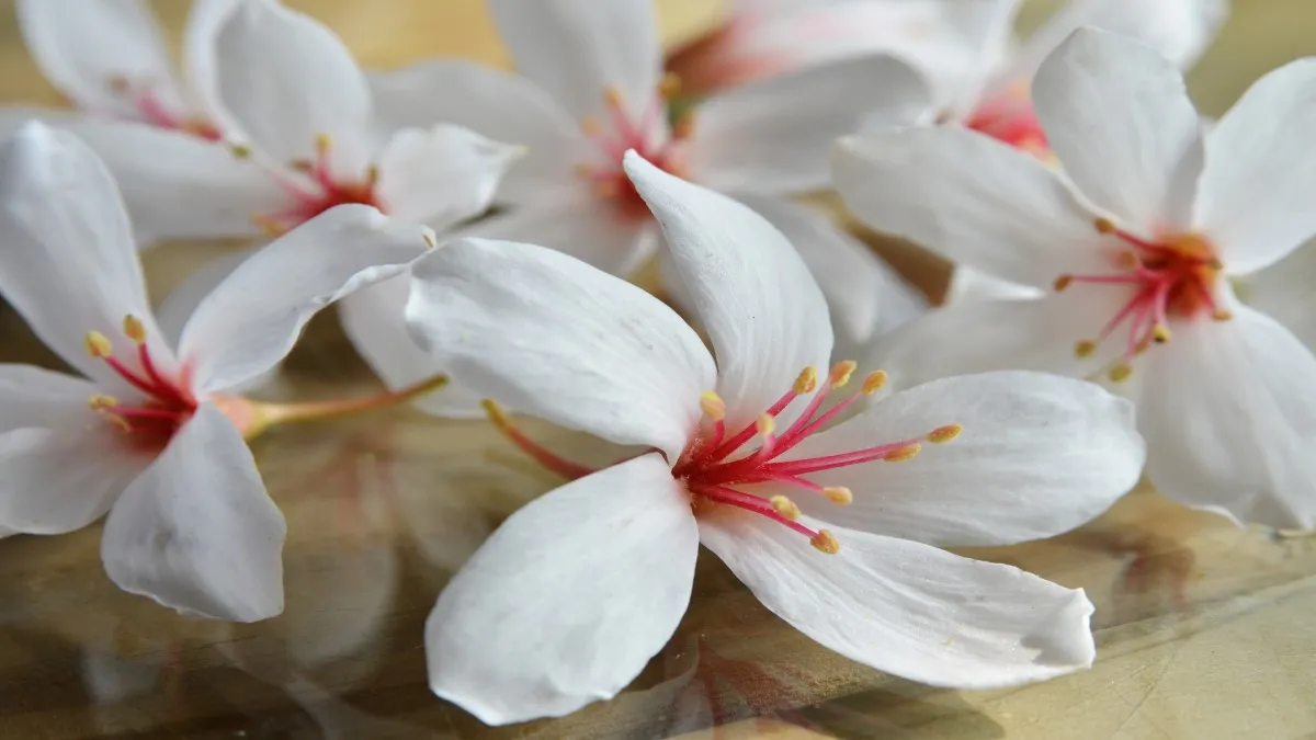 Tung Flower 11zon