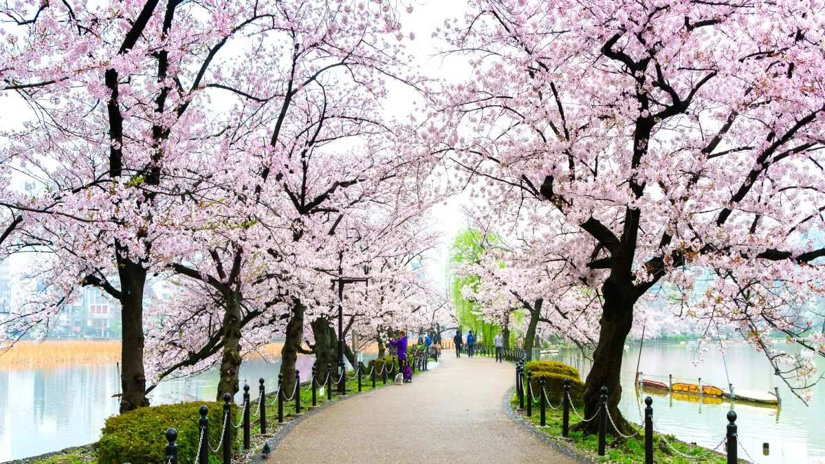 Ueno Japan 11zon 11zon