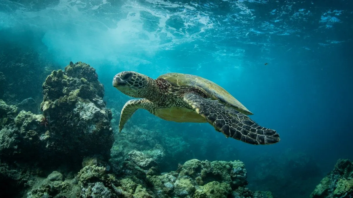 sea turtle at Maui 11zon 11zon