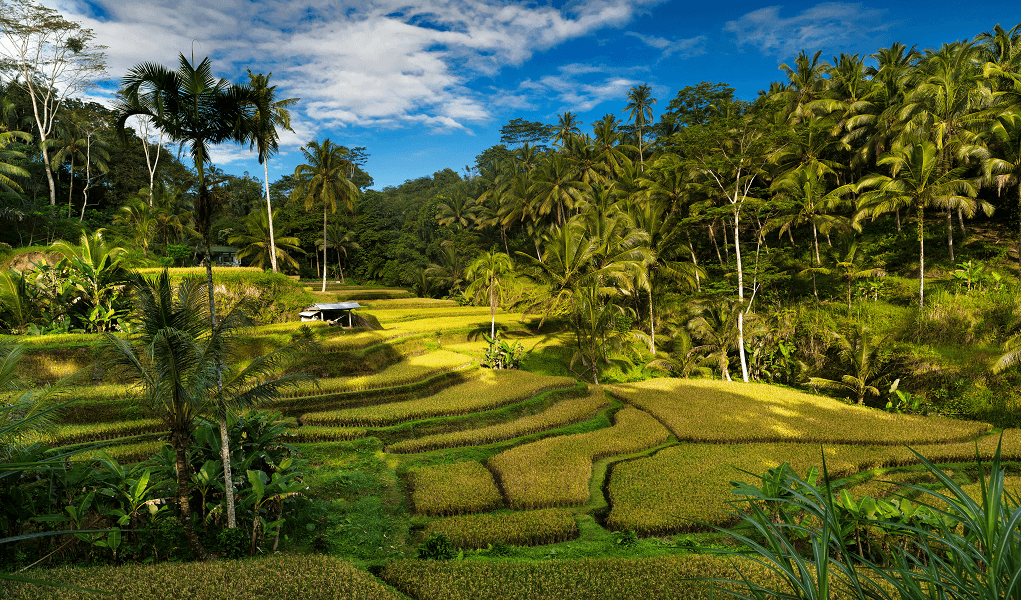 tegallalang ubud header 1 1